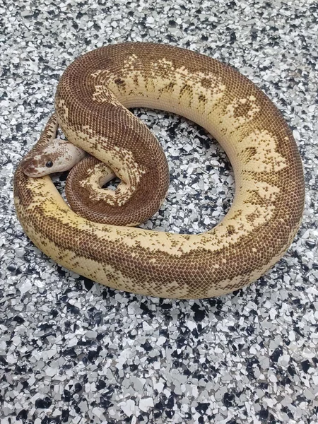 Pastel Cinnamon Specter/YB Clown