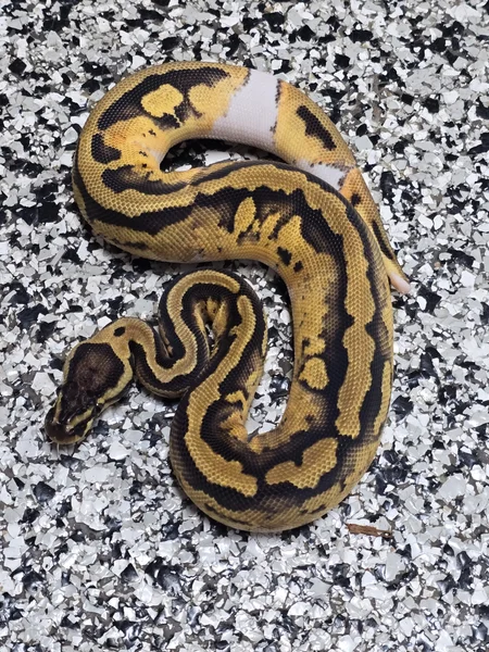 Pastel Pied DH DG/Cryptic