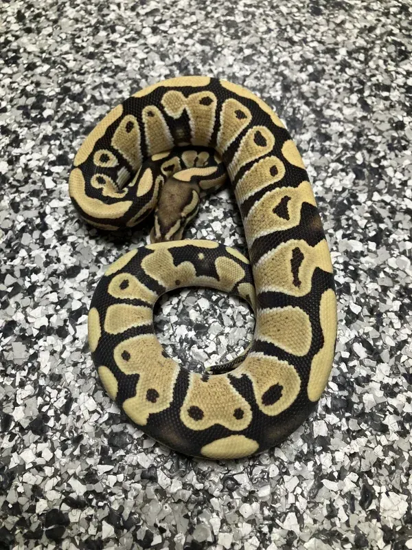 Enhancer Het Clown 66% G-Stripe