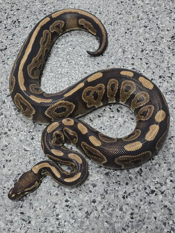 BP DH Albino/Pied