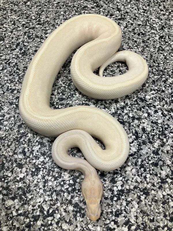 Banana Enchi Pinstripe Freeway or Super Asphalt