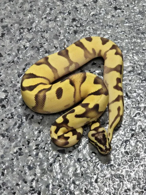 Pastel Enchi OD Scrambler Het Piebald poss Asphalt/YB