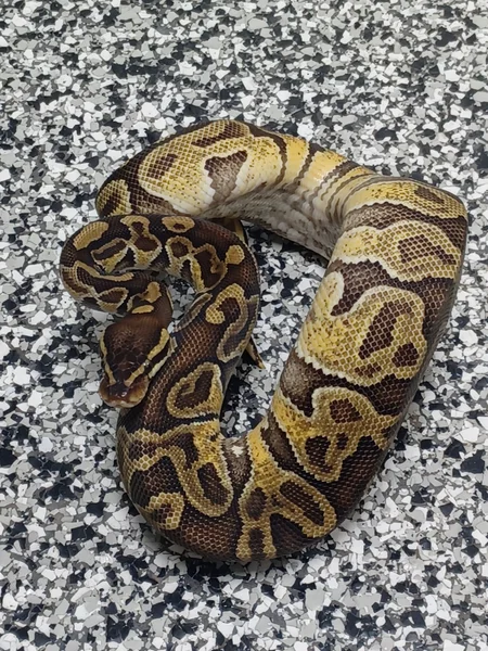 Enchi Hurricane 