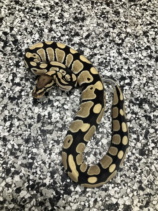 Enhancer Het Clown 66% G-Stripe