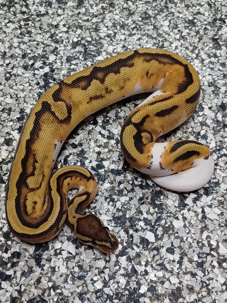Pied DH Hypo/Ultramel