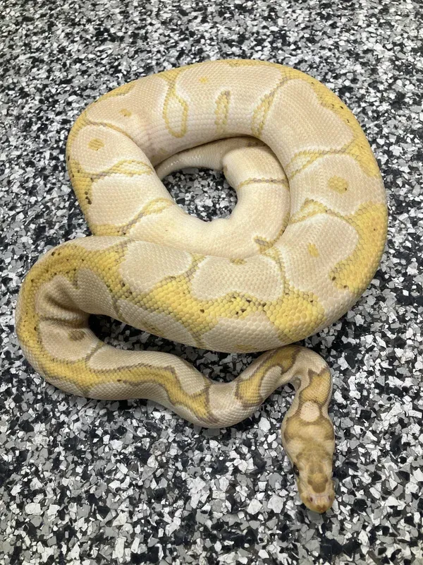 Banana Blade Clown