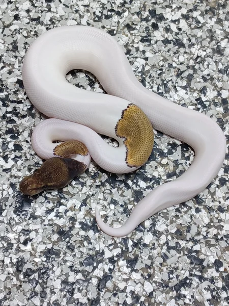 Mojave Mahogany Pied