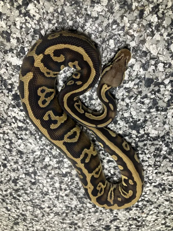 Pastel Leo Mojave DH Ultramel/Clown