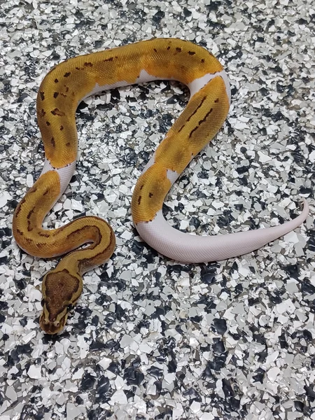 YB Pinstripe Pied Het Hypo