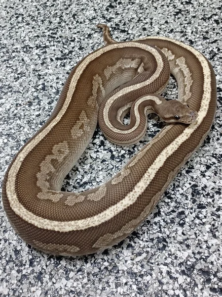 RS Cinnamon Mojave Fire