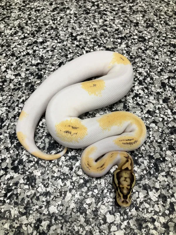 Pastel OD Freeway Pied