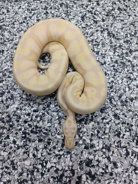 Super Banana Pastel Enchi 50% Clown
