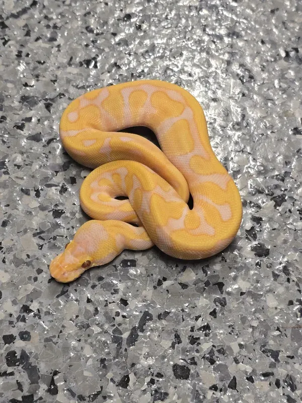 Enchi Lav Het Pied 66% Clown