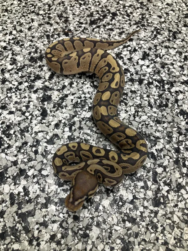 Hypo DH Ultra/Pied