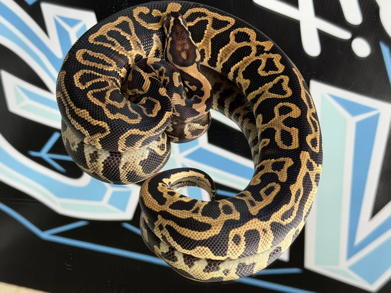 GHI LEOPARD GRAVEL/YB HET CLOWN 