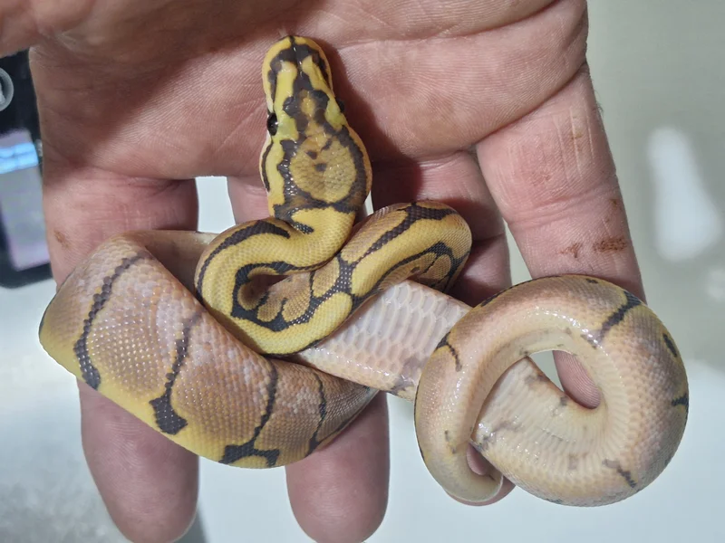 mandarin spider hypo