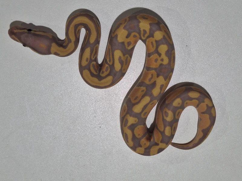 banana het pied