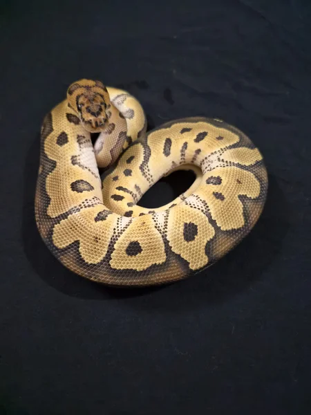 Ball python