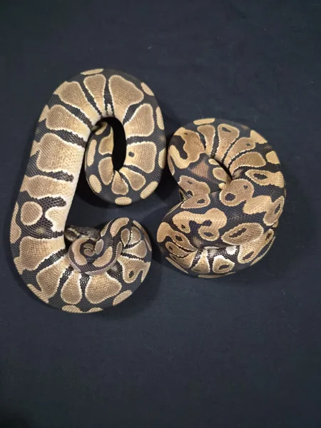 1.1 DH VPI AXANTHIC CLOWN