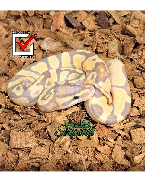 Banana enchi pastel dh cp #1