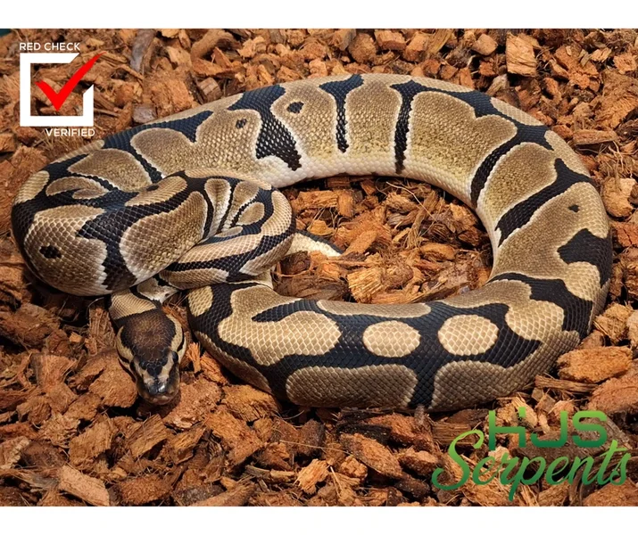 blade pos triple het clown pied mj