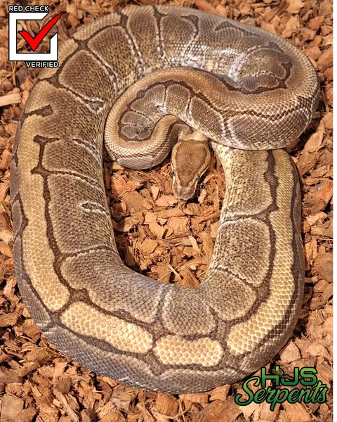 enchi pin het clown