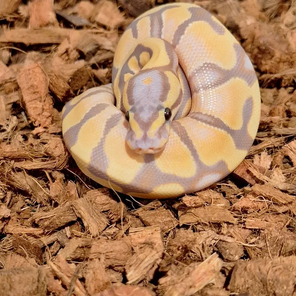 Banana enchi dh cp 