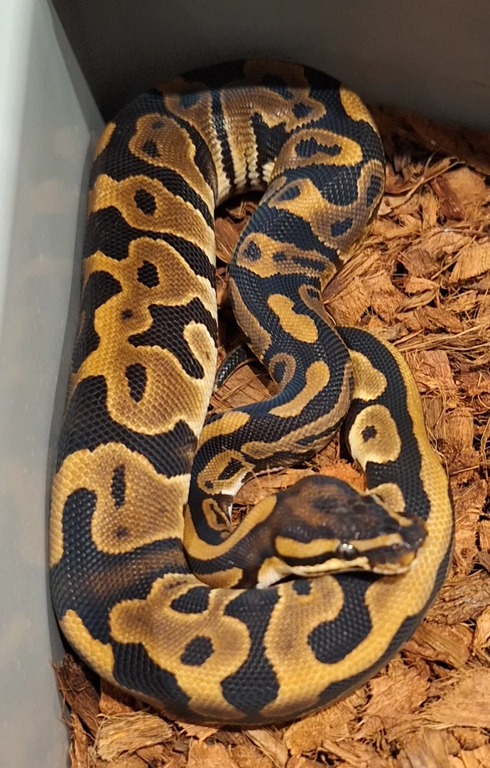leo triple het | Ball Pythons | ReptileAds