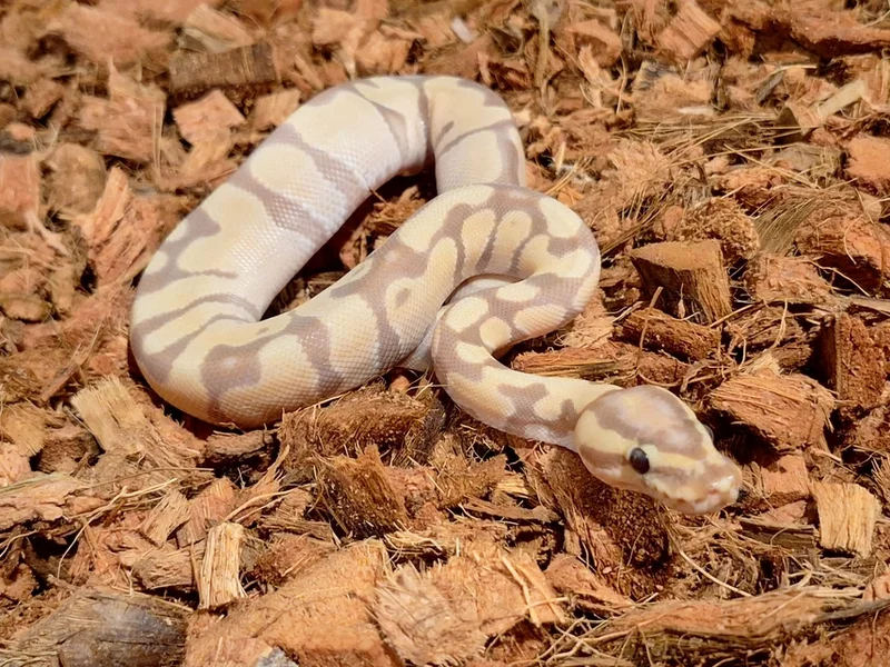 Banana enchi butter dh cp 