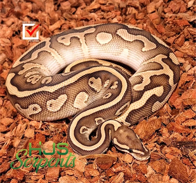 lesser leo het clown