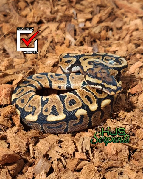 spotnose h. clown