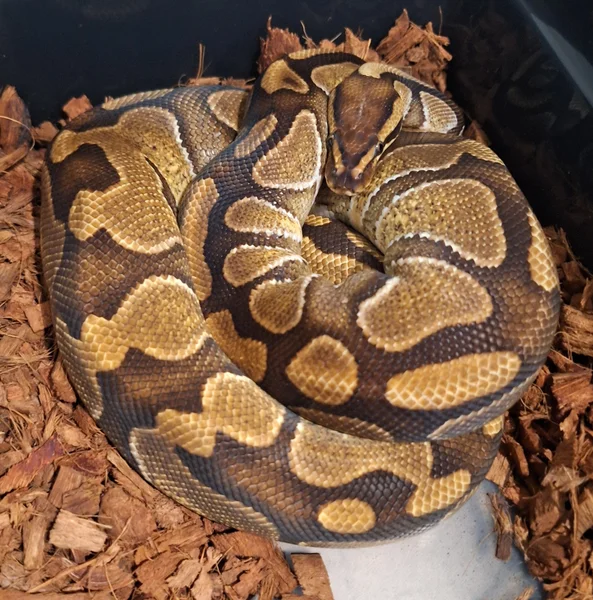 enchi het clown