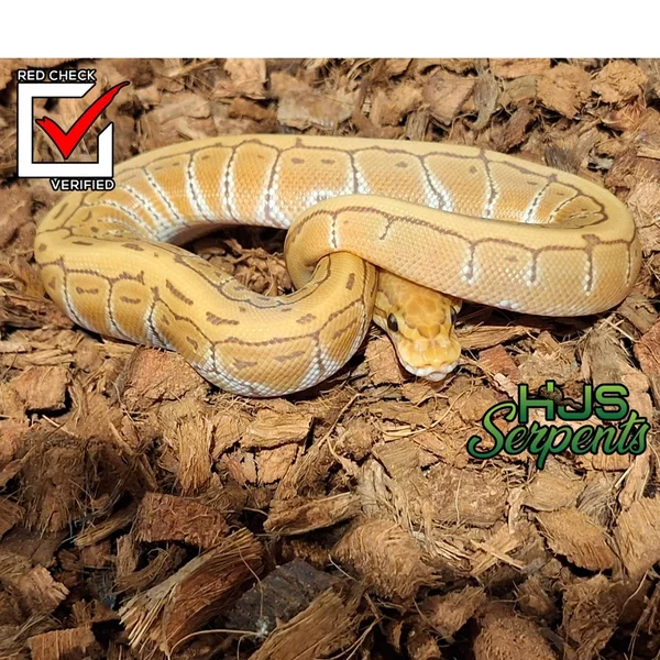 Pinstripe ultra het clown
