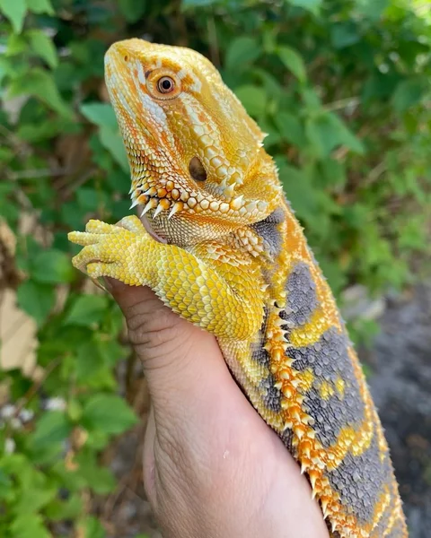 Another female hypo tiger with a ton of blue💙🍋#bluebarbeardeddragon #beardeddragon #beardeddragons #reptiles #reptilekeeper #hypobeardeddragon #tigerbeardeddragon #yellowbeardeddragon