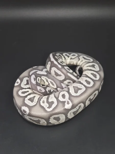 Mojave True Ghost