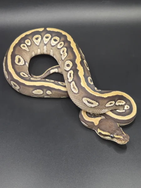 Pastel Mojave het Riptide ph Pied,Hypo, cryptic 