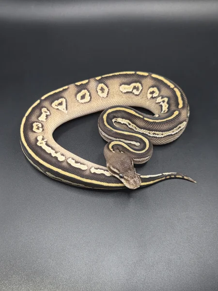 BH Pastel Mojave het Riptide ph pied,hypo,cryptic 