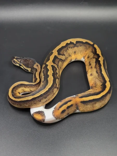 LBB (poss super ) Pied 