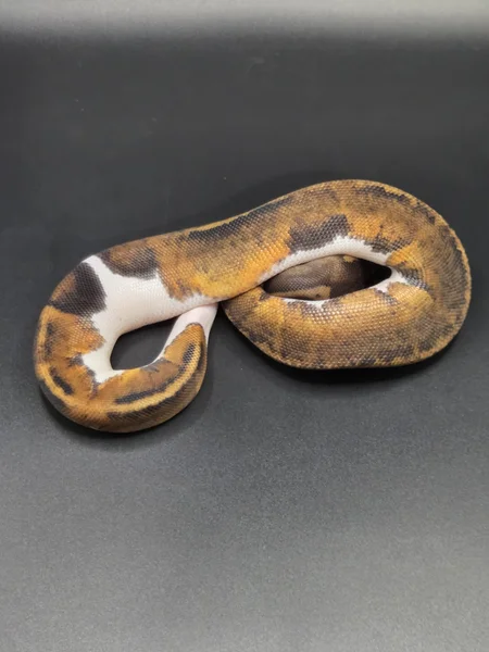 Mahogany Pied