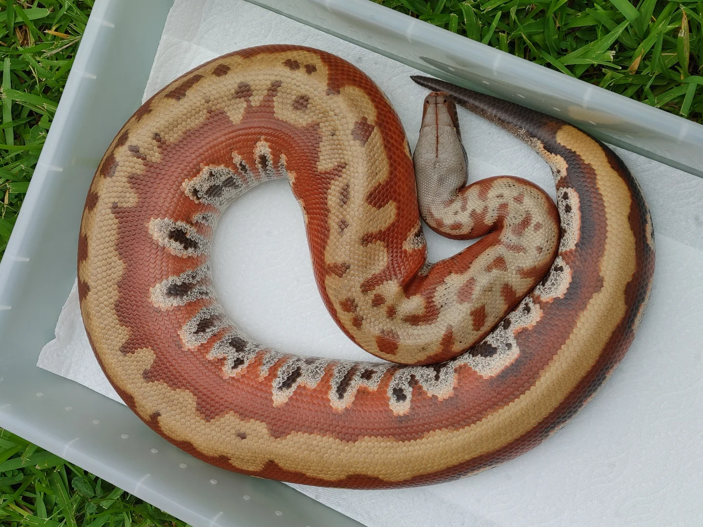 Proven Breeder FLOWER female | Blood Pythons | ReptileAds