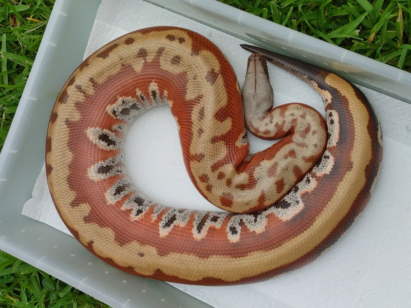 Proven Breeder FLOWER female