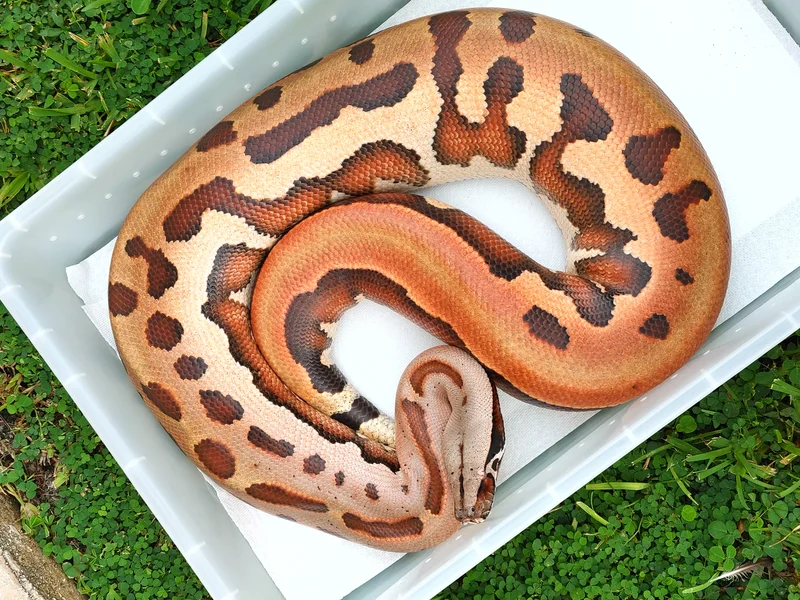 Adult Goldeneye female!