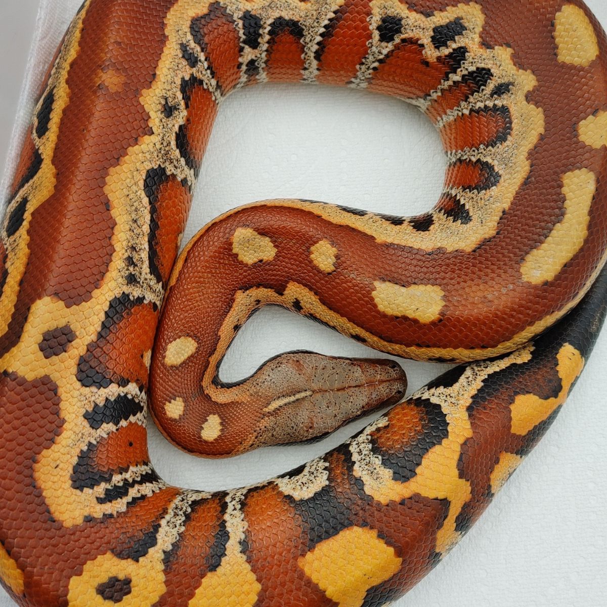 Cherry Bomb VPI Stripe! Blood Python for Sale | ReptileAds Marketplace