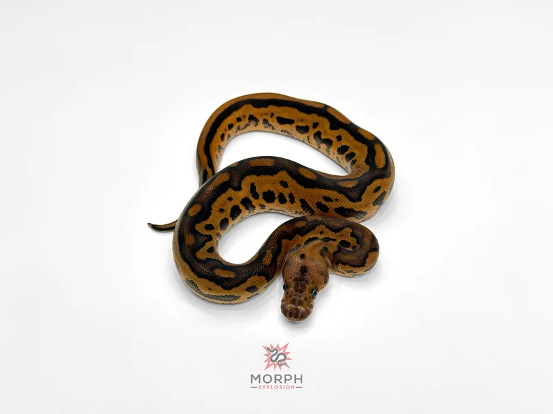 Black Pastel Leopard Clown het DG