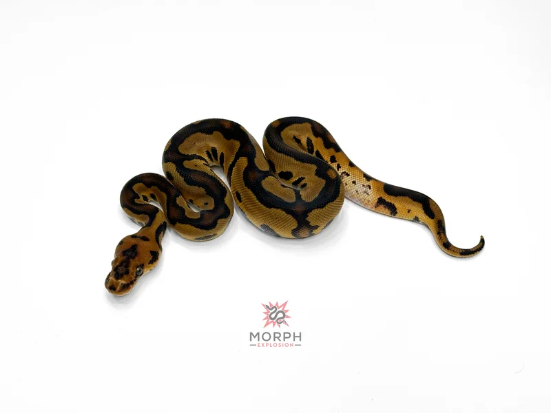 Leopard Clown het DG
