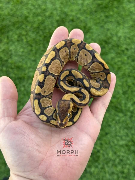 Redstripe het DG Clown G-Stripe