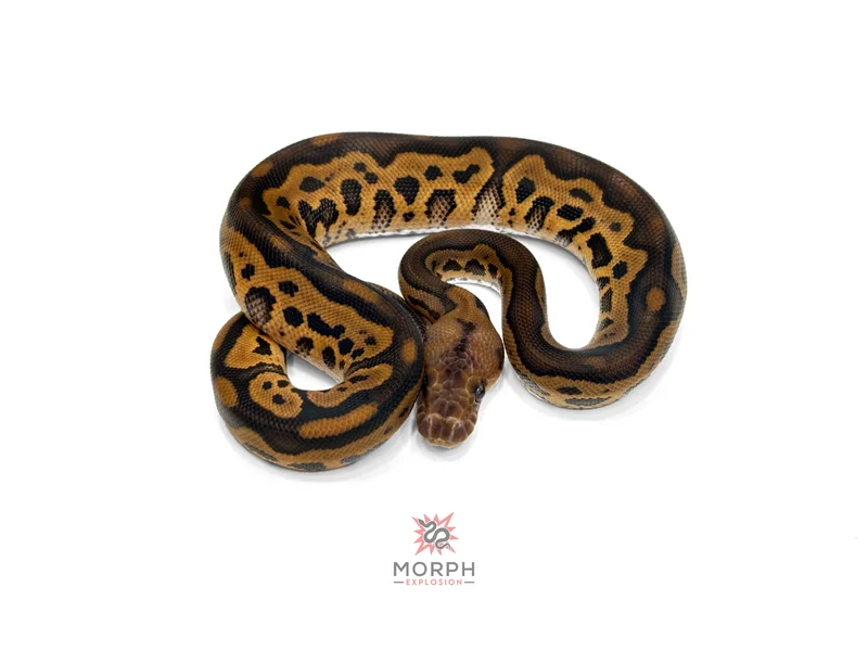 Black Pastel Leopard Clown het DG
