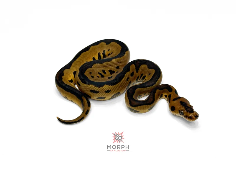 Leopard Clown het DG