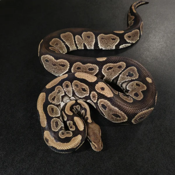 Mahogany het Monarch