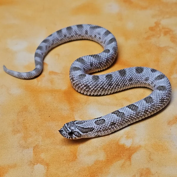 Arctic Conda dhet Sable/Albino